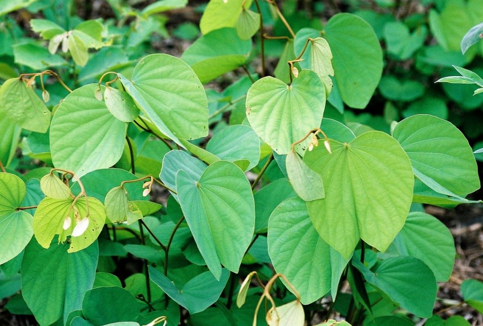 Piliostigma thonningii